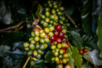 Coffee bean berry plant fresh seed coffee tree growth in green eco organic farm. Close up red ripe seed robusta arabica berries harvest for coffee garden. Fresh coffee bean green leaf bush