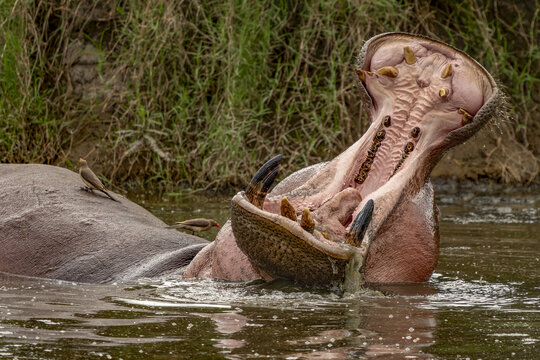 View of a hippo, its massive jaws agape revealing formidable teeth, partially submerged in murky water with a small bird perched on its back, Seronera, Mara Region, Tanzania.