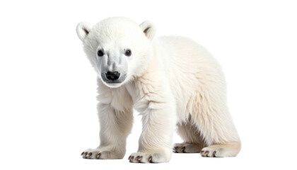 Fototapeta premium Eisbär auf transparentem Hintergrund