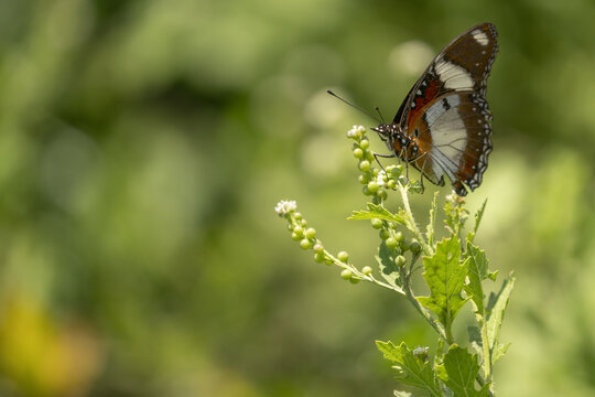 View of a striking brown, white, and orange butterfly delicately perched on a vibrant green plant with budding white flowers, Seronera, Mara Region, Tanzania.