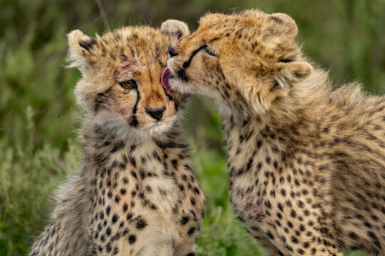View of tender moment as one cheetah cub affectionately licks the face of another, set against the soft, blurred greens of the savanna, Seronera, Mara Region, Tanzania.