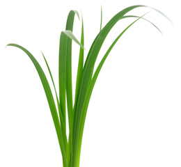 Green plant leaves isolated on white background