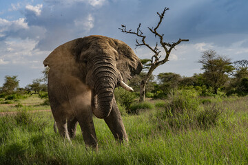 View of an elephant emerges majestically from the tall green grasses under a bright blue sky, Seronera, Mara Region, Tanzania.