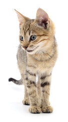 Cute tabby kitten isolated on white background