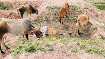 The herd of cows grazing by the pond is a Thai breed of cattle.