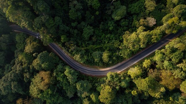 An aerial perspective of winding forest roads surrounded by lush green trees showcasing varying canopy heights and densi