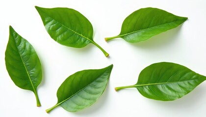 Obraz premium Green jackfruit leaves isolated on white backdrop. Tropical leafs, cooking ingredient, natural remedy concept. Fresh herb for culinary or beauty treatments. Asian cuisine.