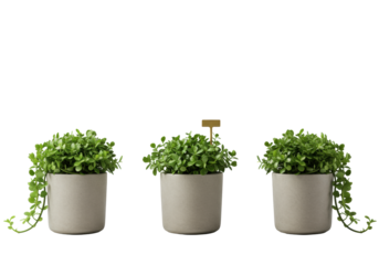 Three identical miniature potted plants with lush green leaves in matte ceramic pots, brass marker, aligned on transparent studio background, bright diffused lighting, modern product elegance concept