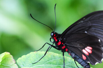 Close-up macro shots of colorful butterflies in a tropical greenhouse. Natural habitat, vibrant wings, and detailed textures captured in high resolution