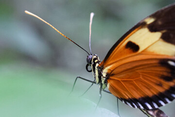 Close-up macro shots of colorful butterflies in a tropical greenhouse. Natural habitat, vibrant wings, and detailed textures captured in high resolution