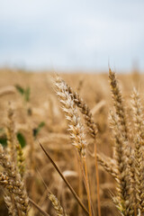 Golden wheat ears close-up in summer field with natural light and soft background