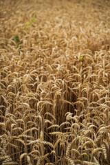Golden ripe wheat field landscape with dense grain ears ready for summer harvest