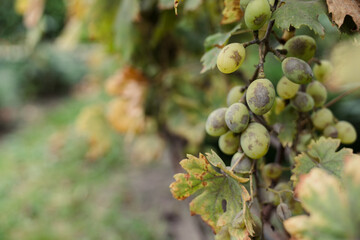 Powdery mildew infected grape cluster with blurred background and copy space