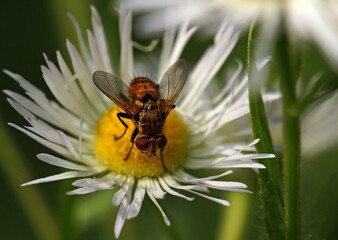Face Fly (Musca autumnalis) perched on a flower, likely a type of daisy or similar composite flower. 