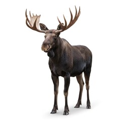 deer isolated on white