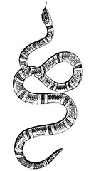 Naklejka premium Hand drawn snake, vintage style illustration