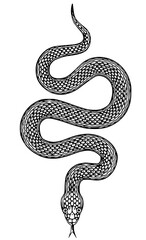 Fototapeta premium Detailed black and white illustration of a snake