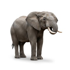 elephant isolated on white