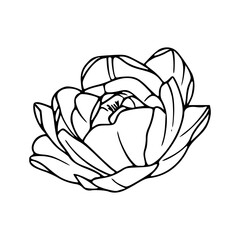 peony flower line art illustration