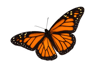 Fototapeta premium Monarch Butterfly Isolated with Transparent Wings Spread