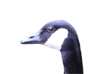 Canada goose  (Branta canadensis)