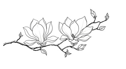 Hand drawn magnolia branch isolated on white background, showcasing delicate floral beauty in a minimalist style