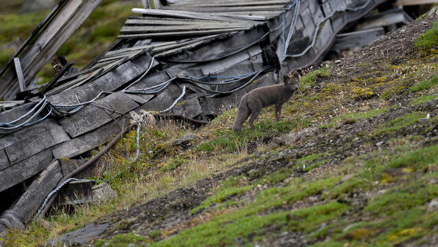 View of an arctic fox standing alert on a grassy slope near the weathered, collapsing wooden structure in Pyramiden, Svalbard and Jan Mayen.