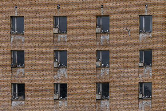 View of a symmetrical brick building facade with dark-framed windows, each ledge crowded with birds, against a backdrop of desolate beauty, Pyramiden, Svalbard and Jan Mayen.