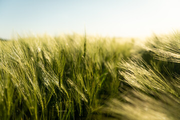 Close-up of green barley ears growing in summer field with natural daylight