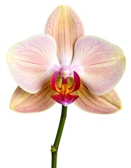 Close-up of a pastel orchid