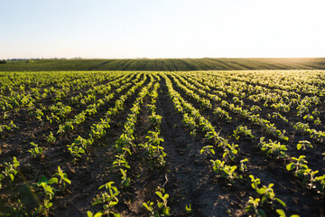 Rows of green soybean plants growing in soil on sunny agricultural farmland