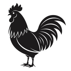 rooster isolated on white background