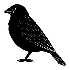 blackbird isolated on white background