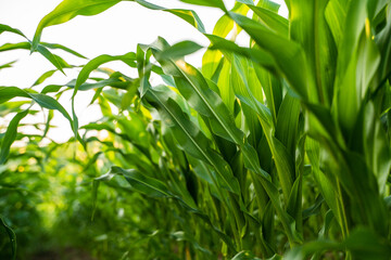 Fresh green corn field with sunlight shining through leaves
