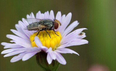 fly on a flower - a fly, likely belonging to the subfamily Miltogramminae, resting on a flower.