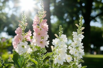 Sunlit Pink and White Flowers in a Garden