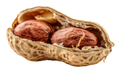 Peanut harvesting process farm food natural isolated on transparent background