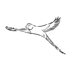 ringed parrot, vector sketch