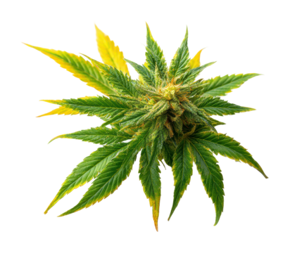 Cultivating cannabis plants garden botanical isolated on transparent background