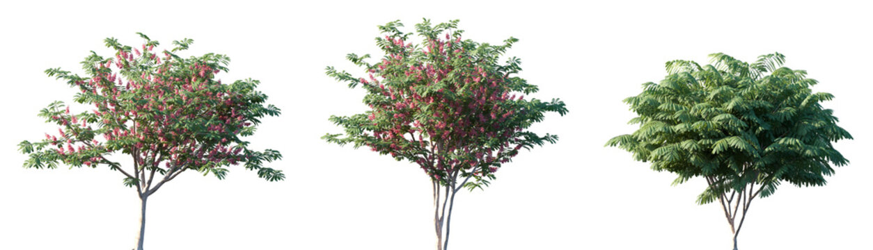 Set of Cassia javanica (Java cassia, pink shower, apple blossom tree, rainbow shower tree, and Palawan cherry) blossoming frontal street trees isolated png on a transparent background perfectly cutout