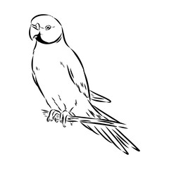 ringed parrot, vector sketch