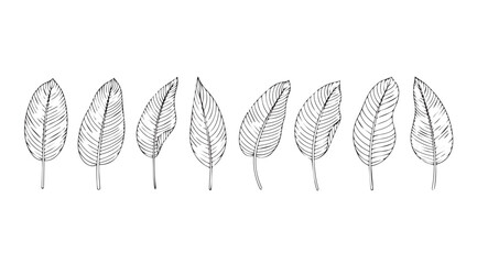 A collection of delicate feather silhouettes with intricate line art detail