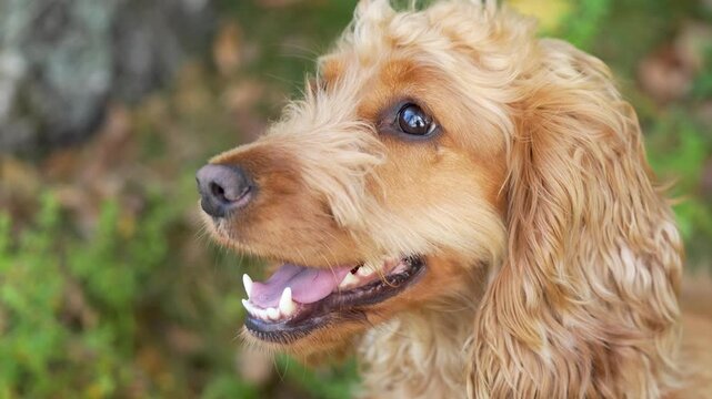 Close-up portrait of a red fluffy dog on green background