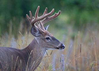 White-tailed deer buck on an early morning with velvet antlers in summer in Canada