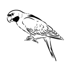 ringed parrot, vector sketch