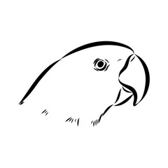 ringed parrot, vector sketch