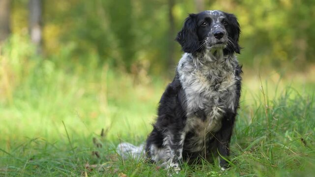 A dog of the spaniel breed walks in the forest, brushes off flies. Sitting on the grass in the forest