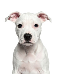 Obraz premium Niedlicher Pitbull, transparenter Hintergrund