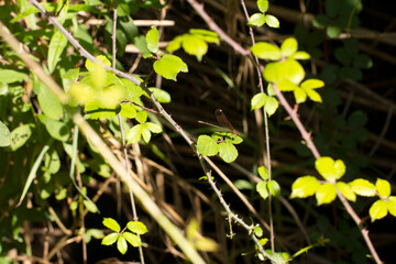 Female Devil's Horse Dragonfly (Calopteryx splendens) Sunning Among Wild Vegetation