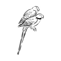 ringed parrot, vector sketch